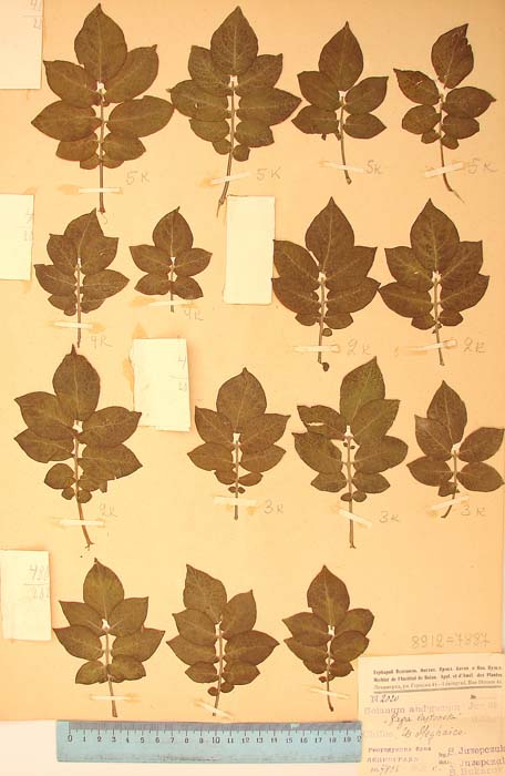 S. tuberosum acuminaum Lectotypus 2020